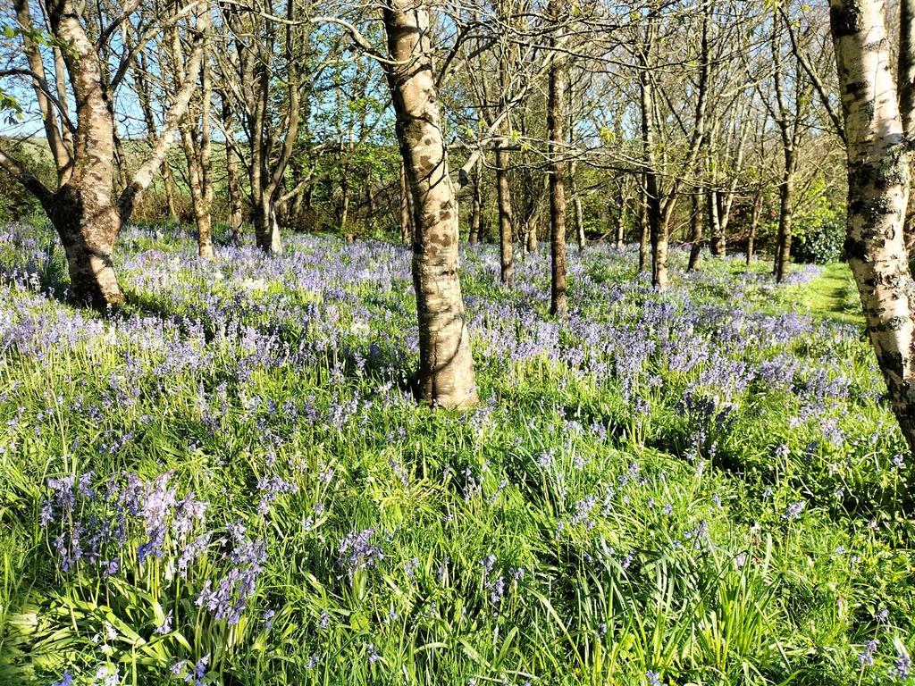 Bluebells