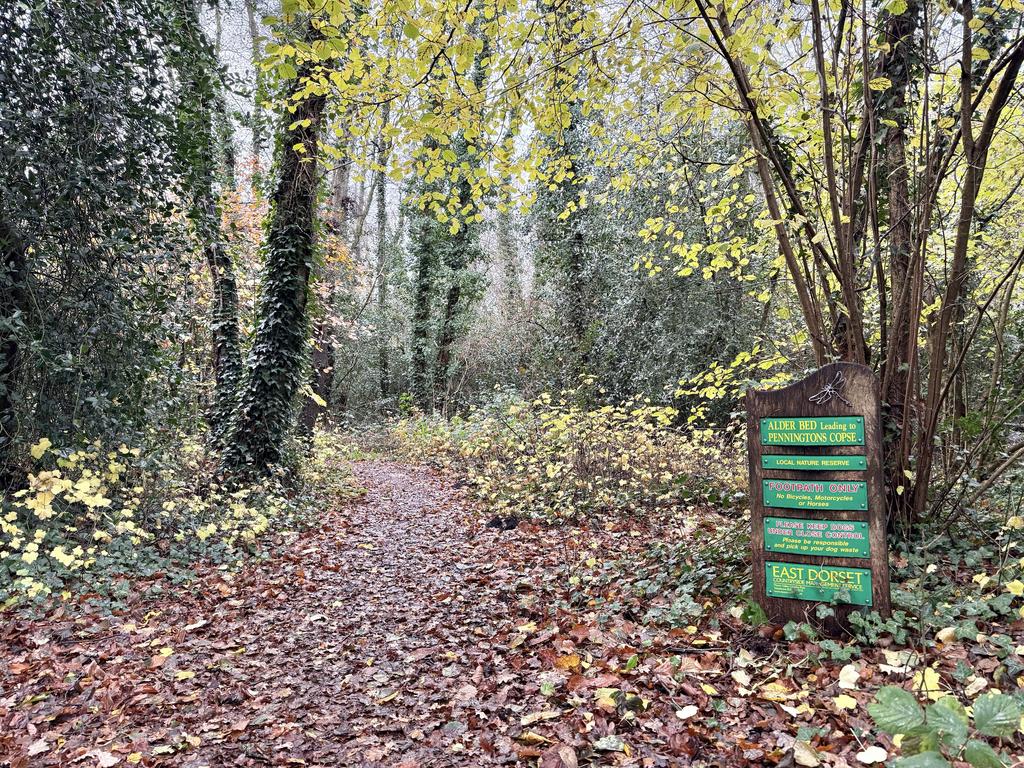 Forest Walks