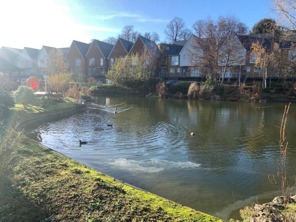 Pond.jpg
