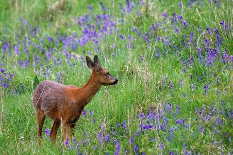 2 bedroom lodge for sale, Malton YO17