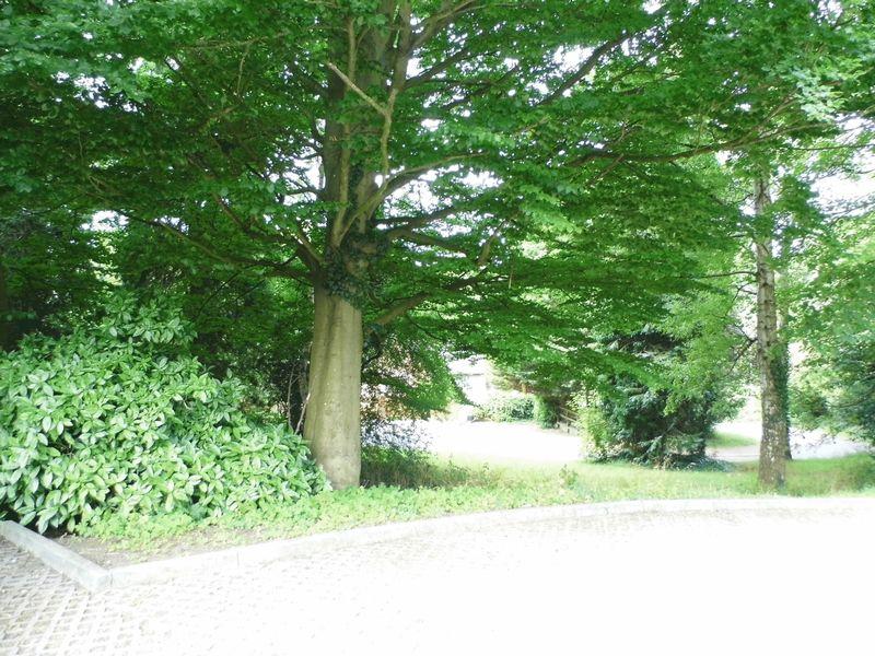 Wooded Area to Front