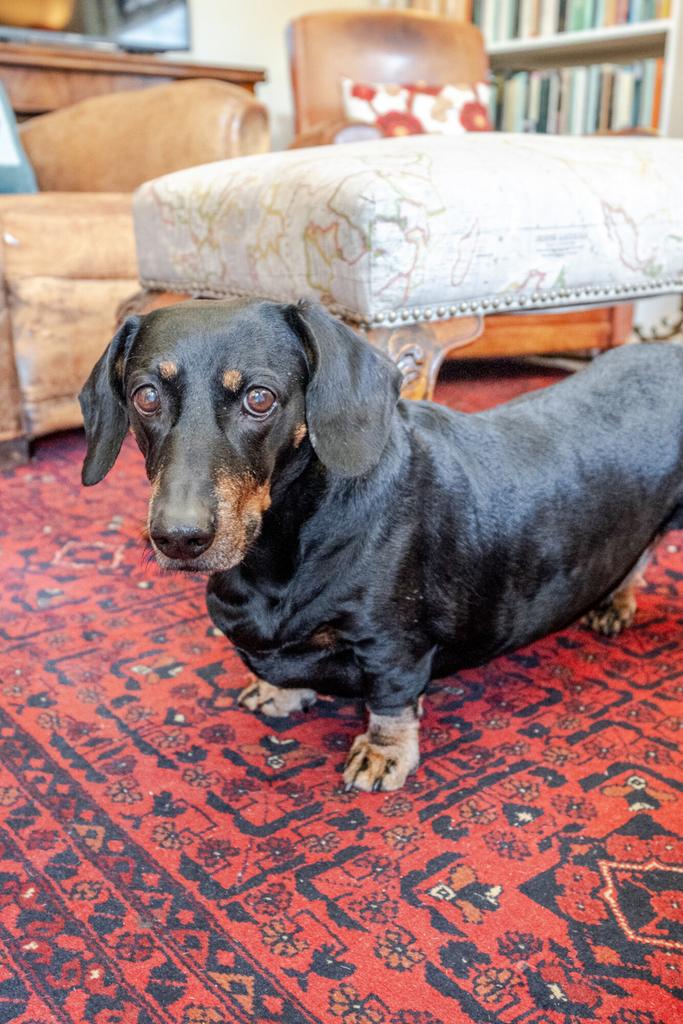 Dog