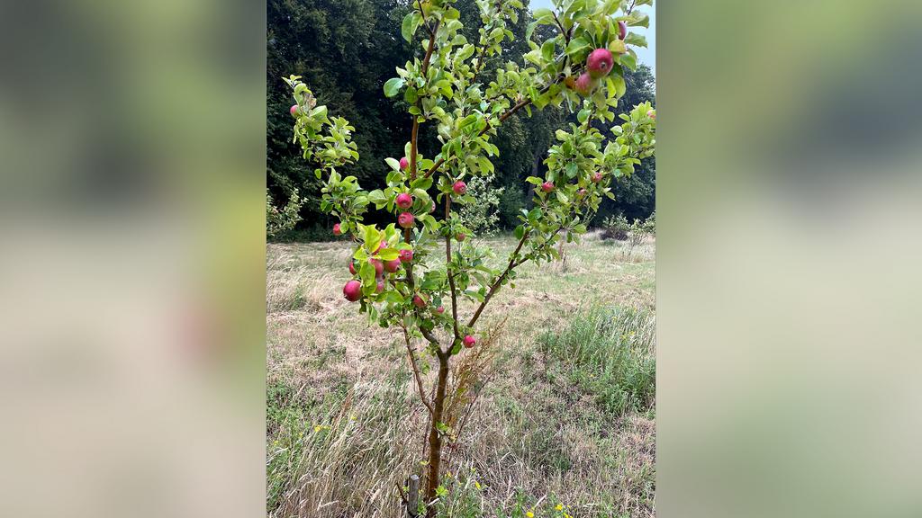 Several fruit trees have been planted on the land.