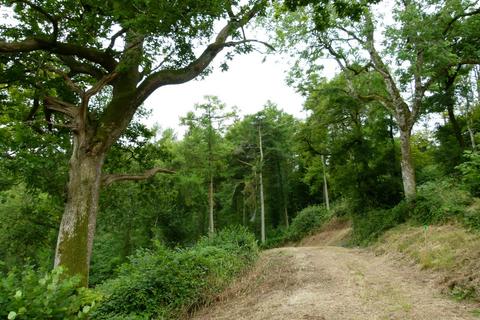 undefined, Milton Wood & Earl Copse, near Milton Abbas, Dorset DT11