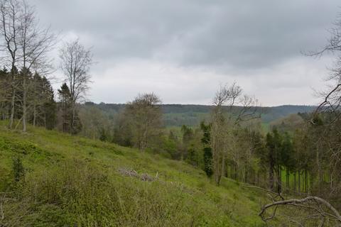 undefined, Milton Wood & Earl Copse, near Milton Abbas, Dorset DT11