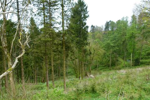 undefined, Milton Wood & Earl Copse, near Milton Abbas, Dorset DT11