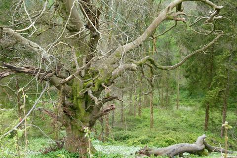 undefined, Milton Wood & Earl Copse, near Milton Abbas, Dorset DT11