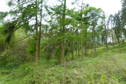 undefined, Milton Wood & Earl Copse, near Milton Abbas, Dorset DT11