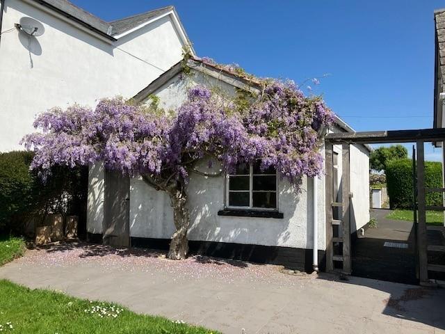 Wisteria.jpg