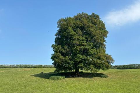 Farm land for sale, Horsmonden Road, Brenchley TN12