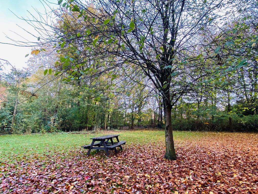 Communal Garden/woodland