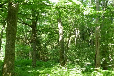 Woodland for sale, Hopkins Reeds Wood South, Wormley, Surrey GU8