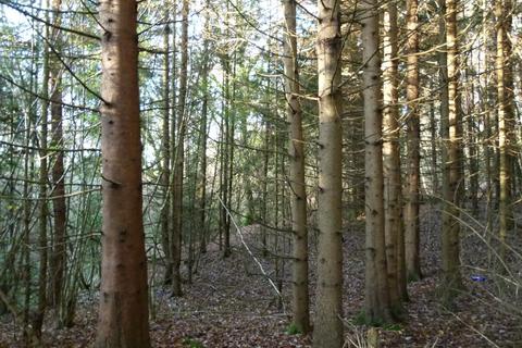 Woodland for sale, Hopkins Reeds Wood South, Wormley, Surrey GU8