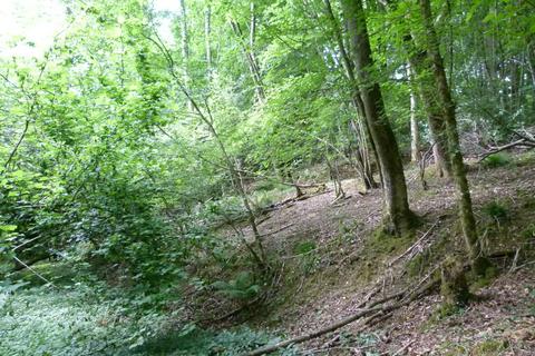 Woodland for sale, Hopkins Reeds Wood South, Wormley, Surrey GU8