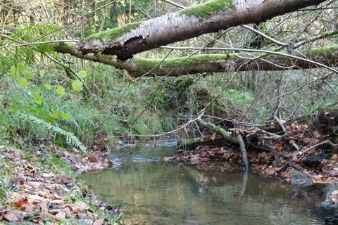 Woodland for sale, Hopkins Reeds Wood South, Wormley, Surrey GU8