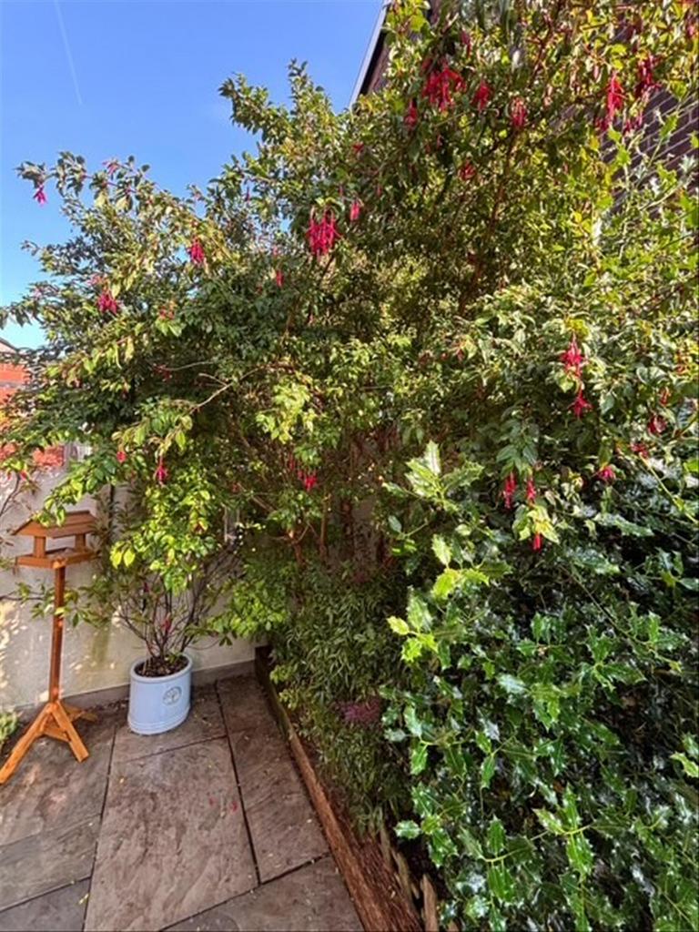 Garden Pic 1