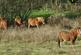 Additional image 3 of Tyn Llydiart, Druid Road, Menai Bridge