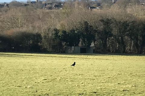 Land to rent, Land to let - Hamstreet