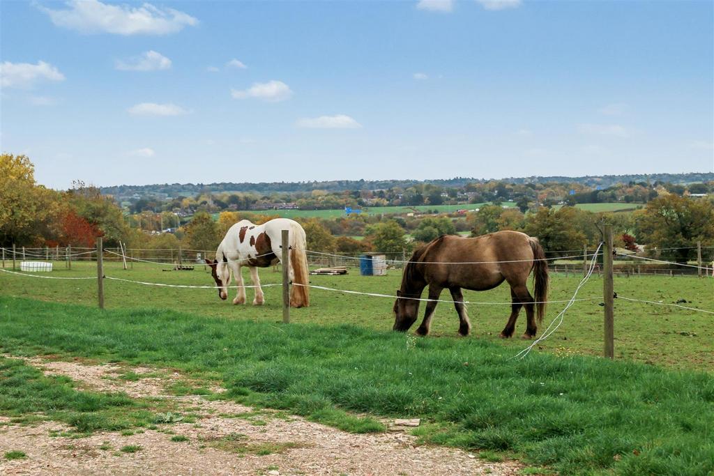 Horses.JPG