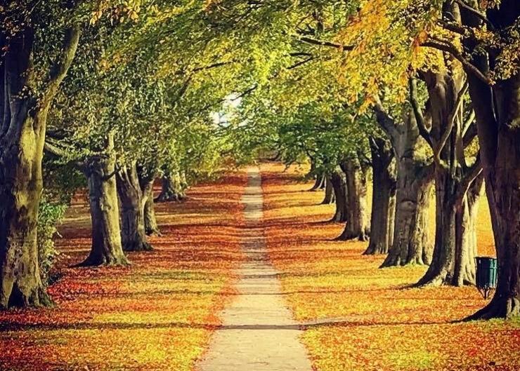 Park Autumn