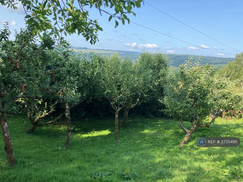 Apple Trees