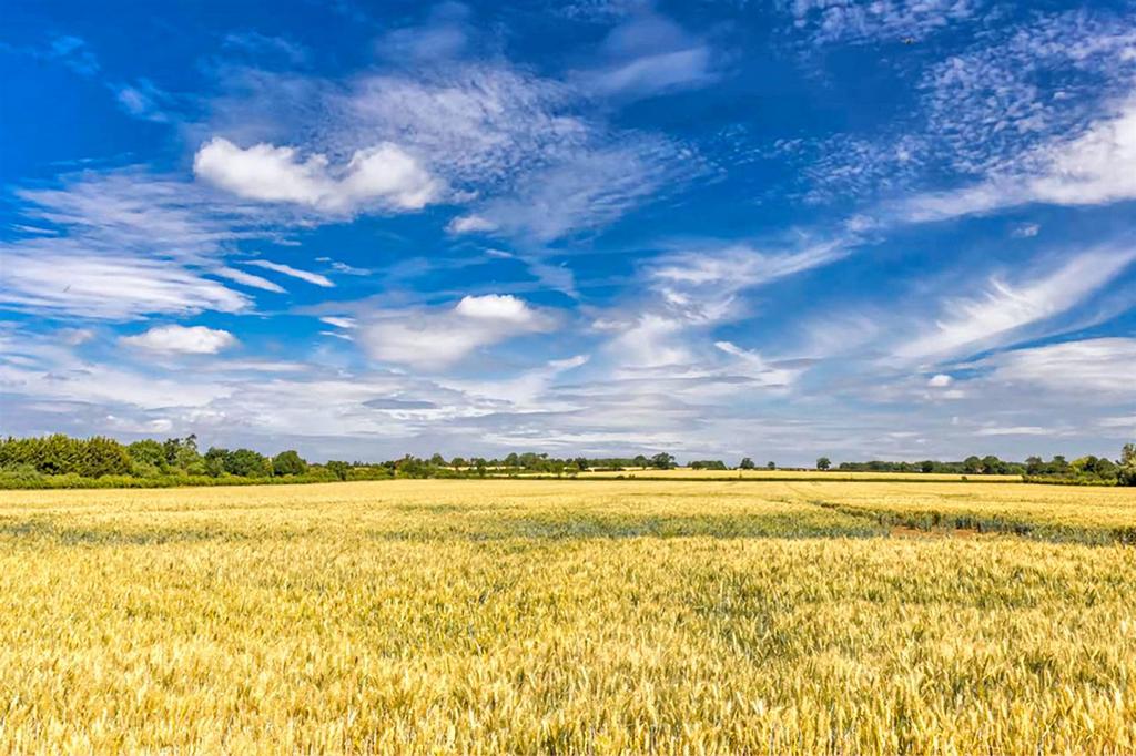 Fields.jpg