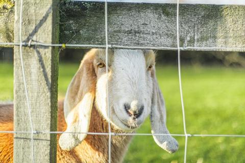 4 bedroom detached house for sale, Wisbech Road, Walpole St Andrew, Wisbech, PE14 7HW