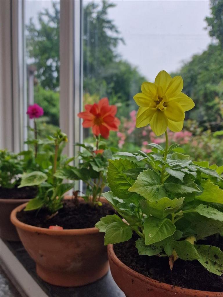 Plants