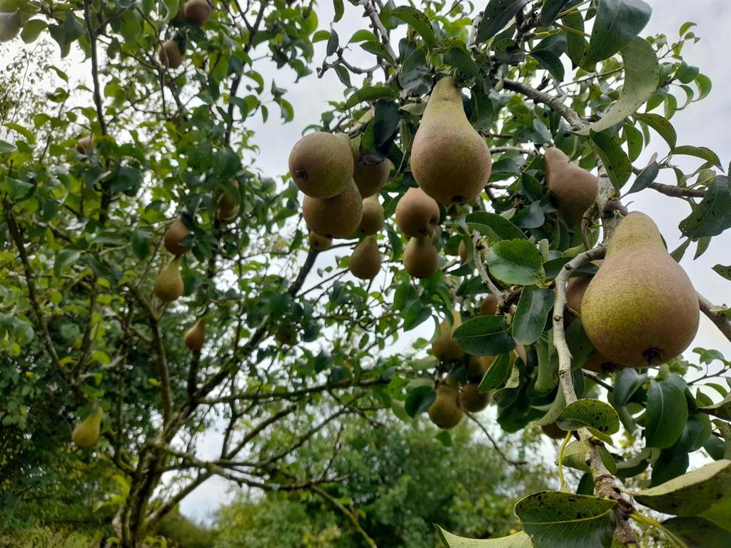 Fruit trees