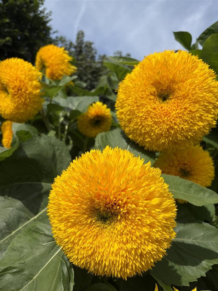Sunflowers