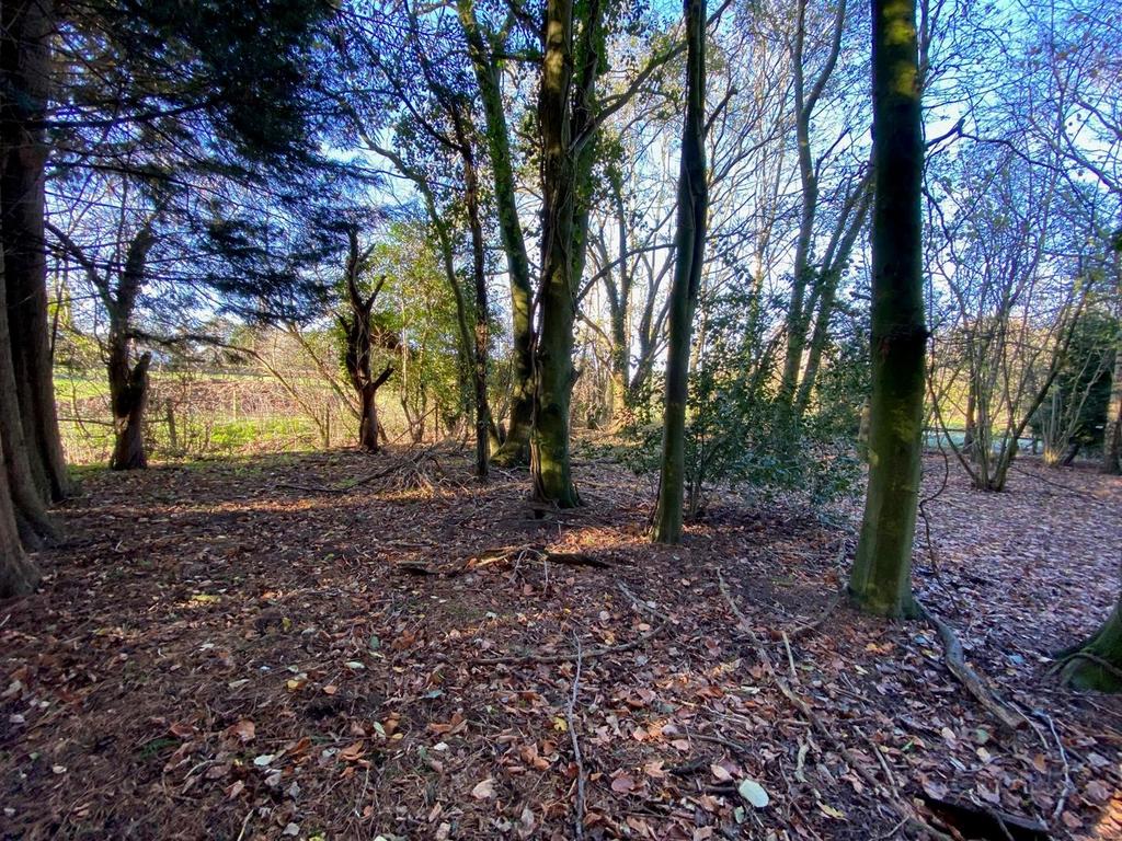 Coppice.jpg