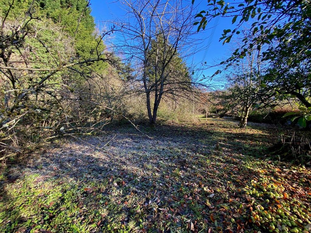 Orchard.jpg