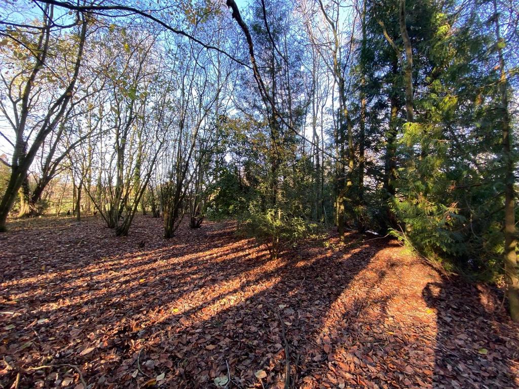 Coppice.jpg