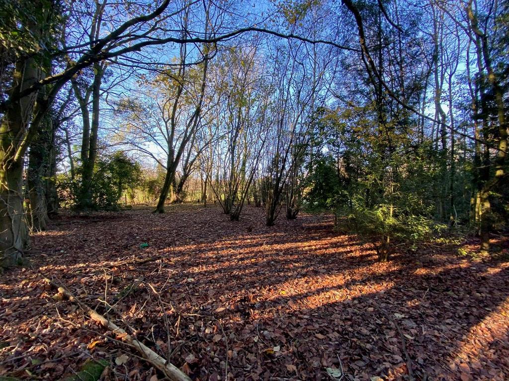 Coppice.jpg