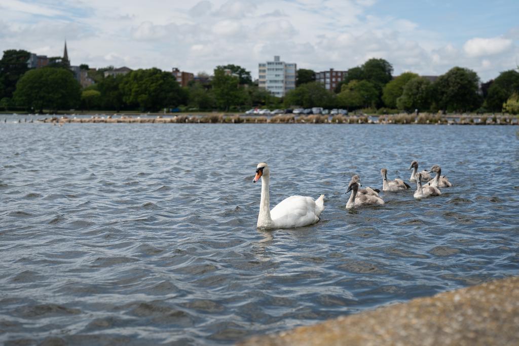 Poole Park