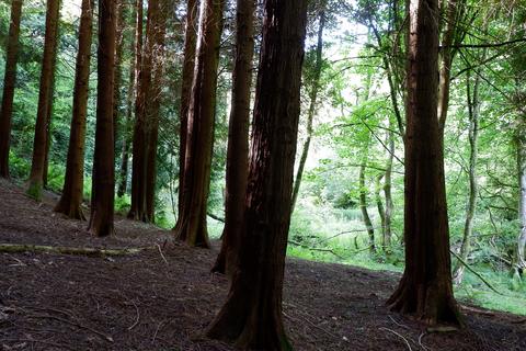 undefined, Otter Wood, Near Halfway, Powys LD3