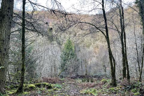 undefined, Otter Wood, Near Halfway, Powys LD3
