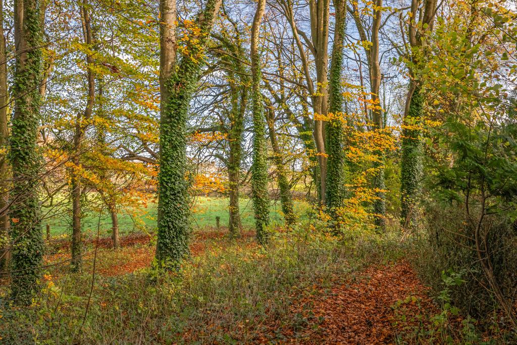Woodland