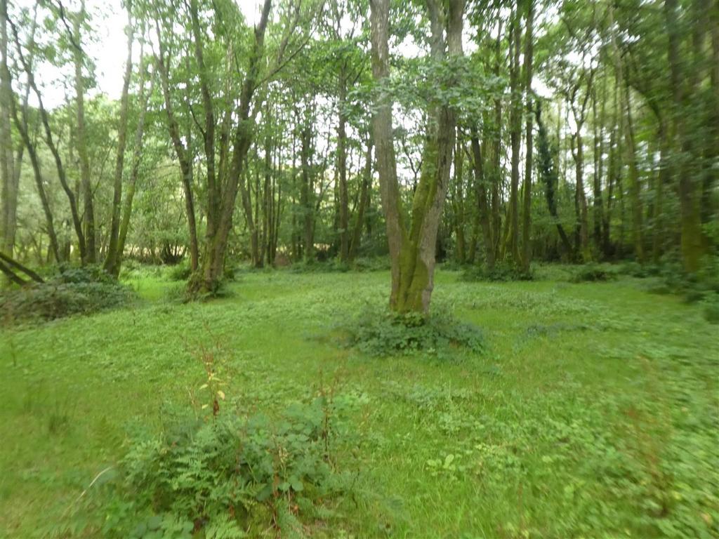 Woodland &amp; Lake