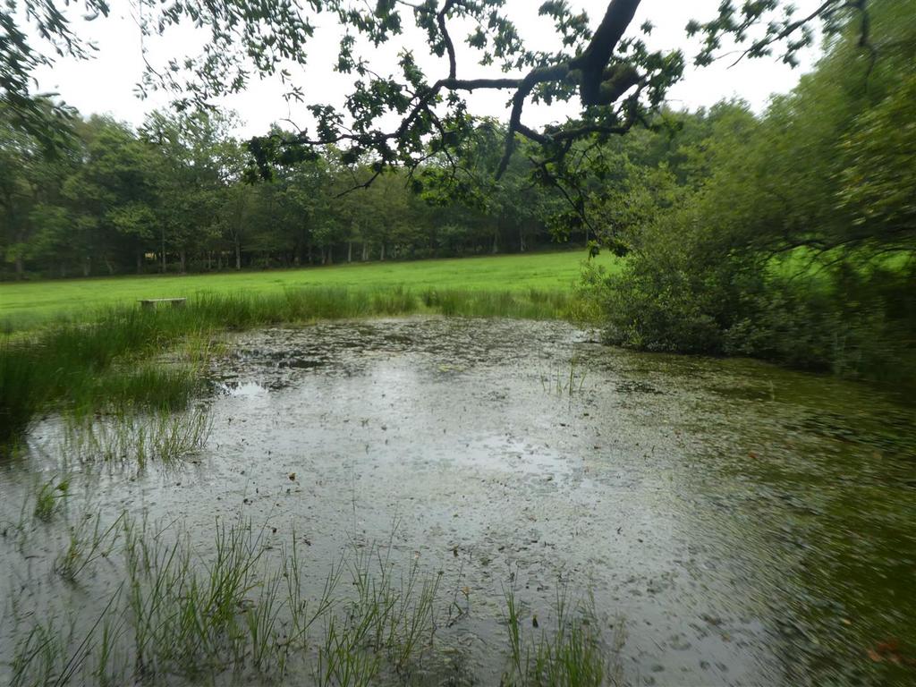 Woodland &amp; Lake