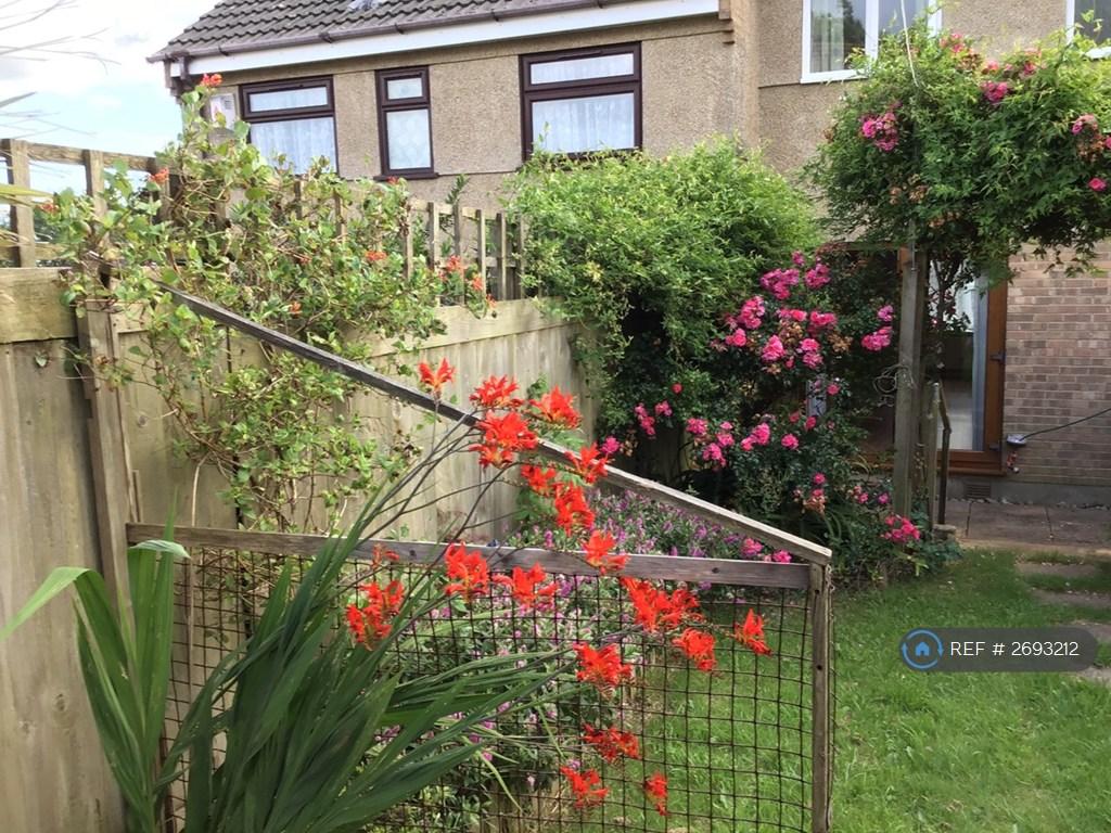 Back Garden