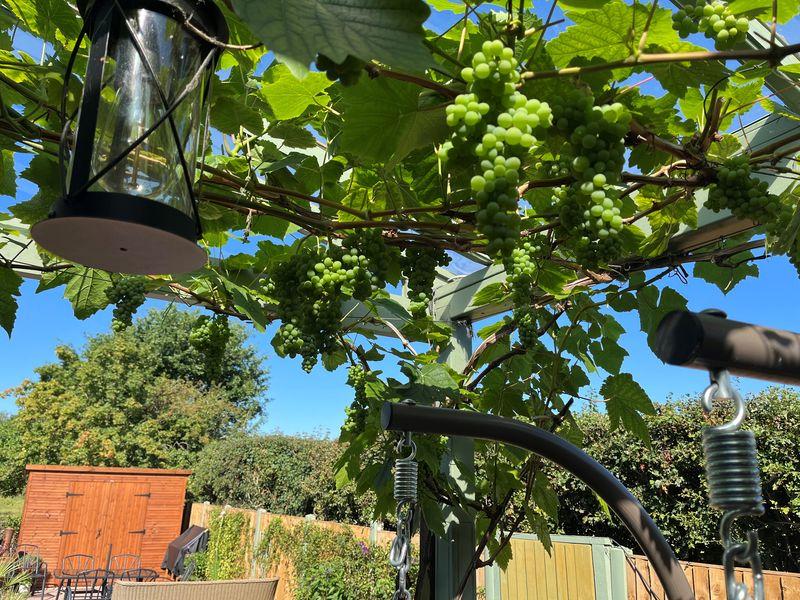 Grape Vines from...