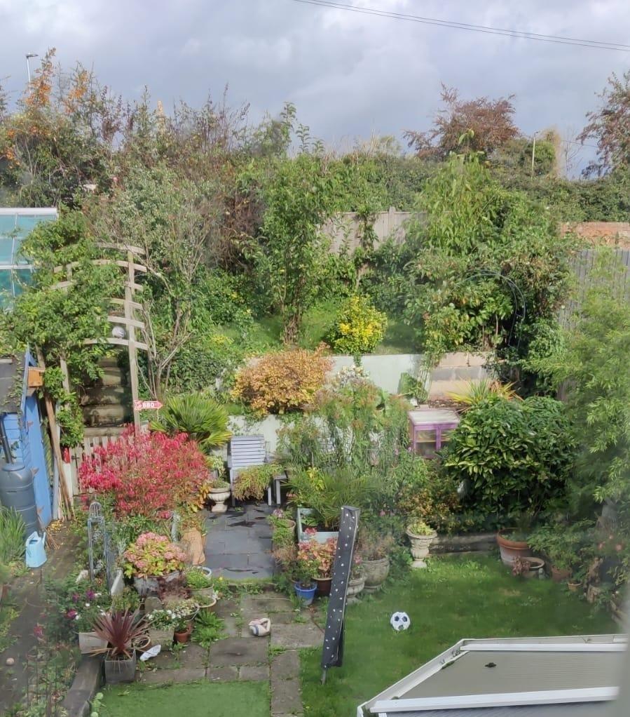 Garden in summer.jpg