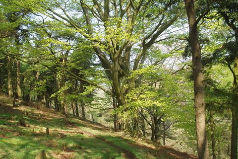 Woodland for sale, Elle Bank Wood, Hayfield, Derbyshire SK22