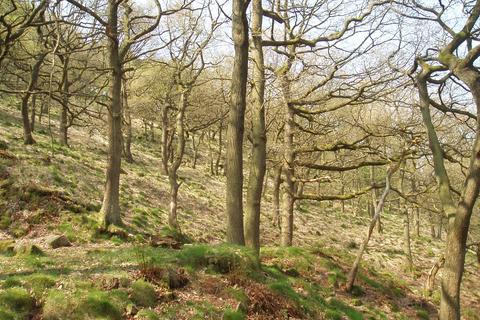 Woodland for sale, Elle Bank Wood, Hayfield, Derbyshire SK22