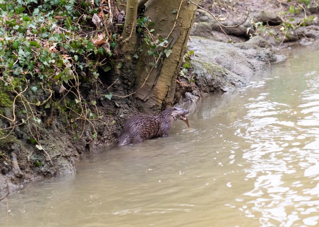 Otter