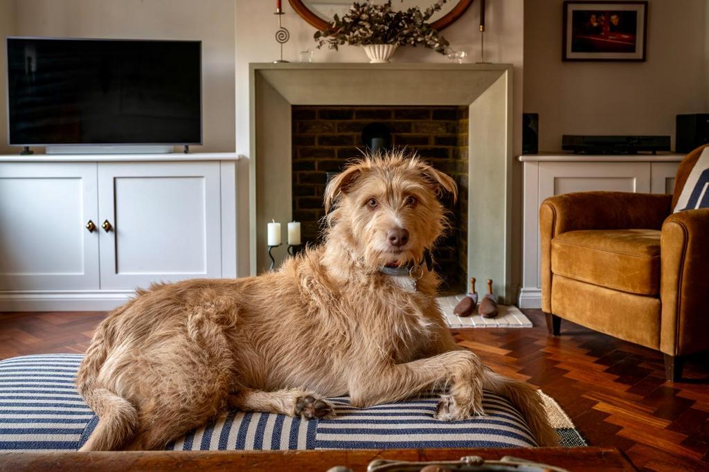 Dog Portrait.JPG