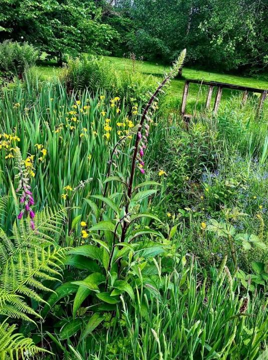 Garden (second image)