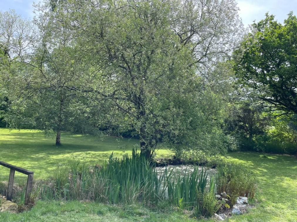 Garden (third image)