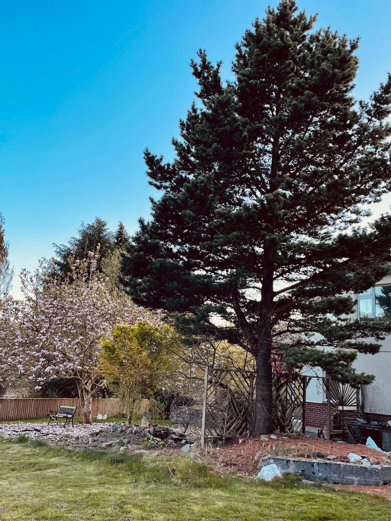 Garden (eighth image)